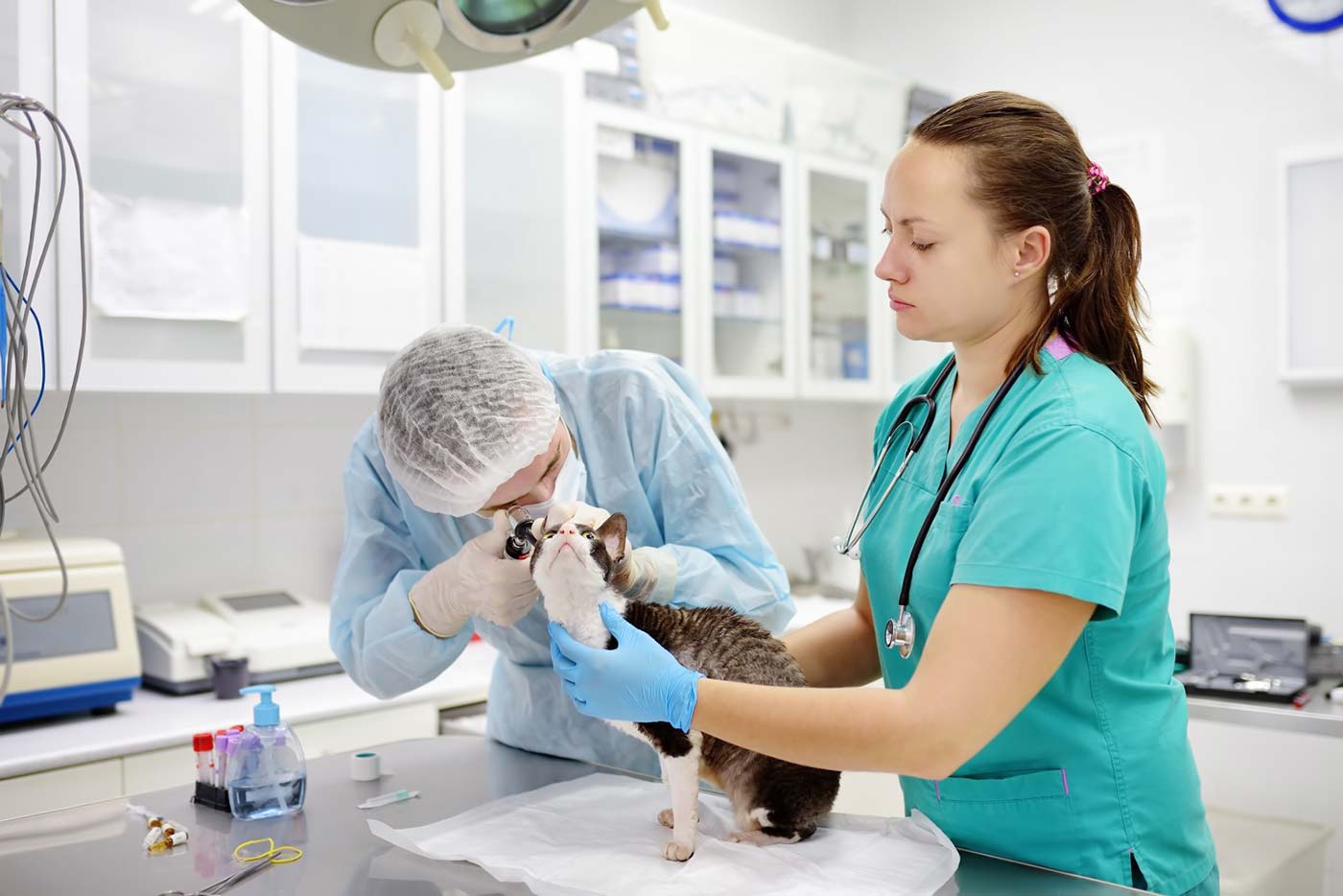 checkup-pet-cat-ears-otoscope-vet-veterinarian-doctor-check-clinic-examine-cornish-rex-health-breed_t20_WxrPRg